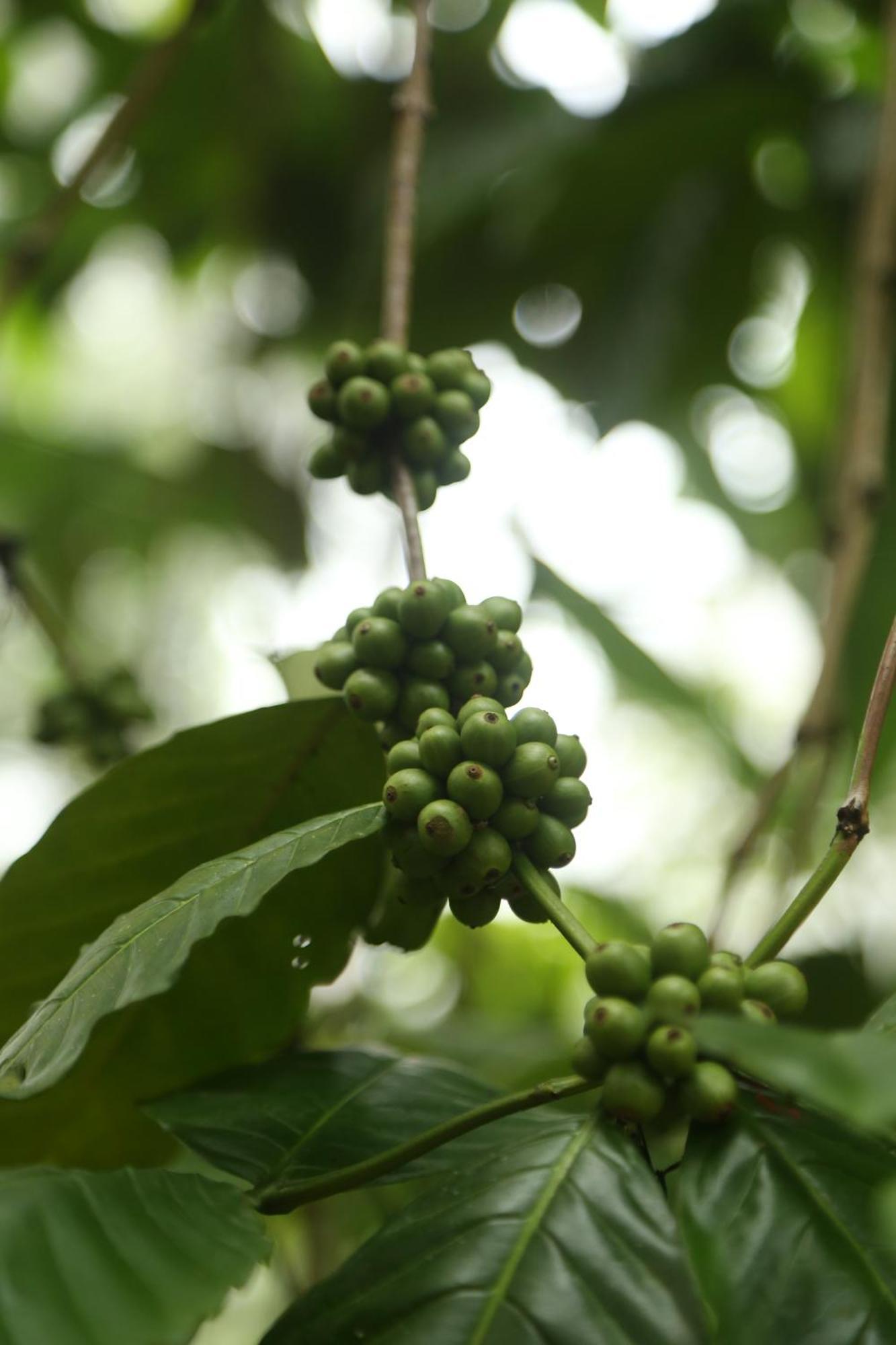 Spice Forest Plantation Homestay, Thekkady Vandiperiyār Eksteriør bilde