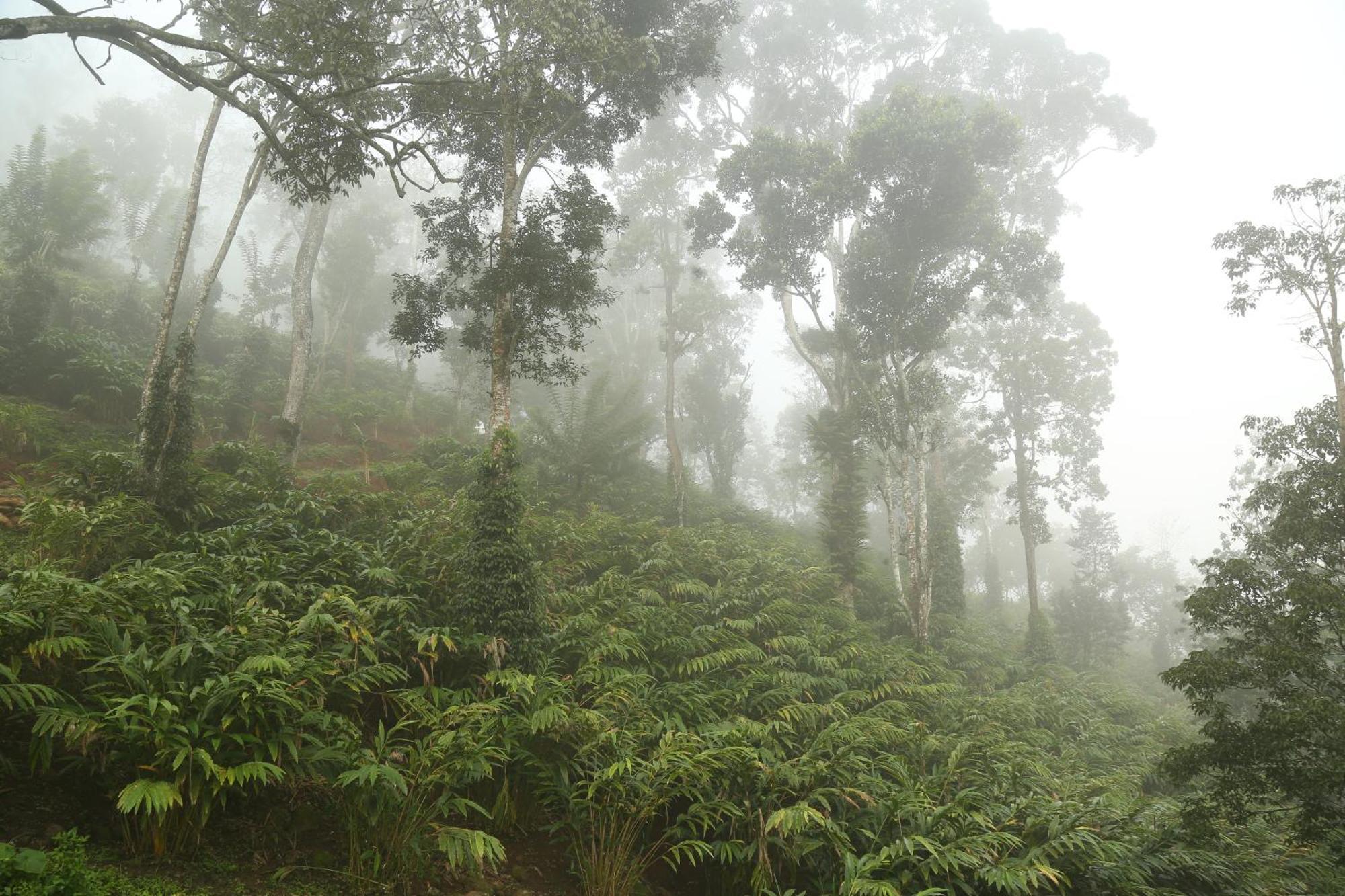 Spice Forest Plantation Homestay, Thekkady Vandiperiyār Eksteriør bilde