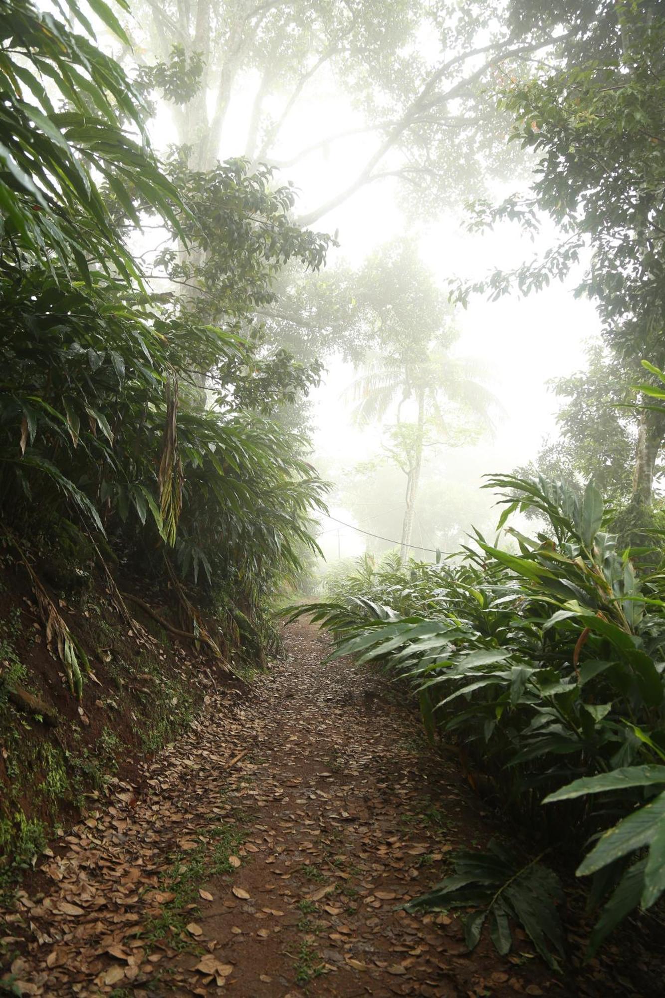 Spice Forest Plantation Homestay, Thekkady Vandiperiyār Eksteriør bilde