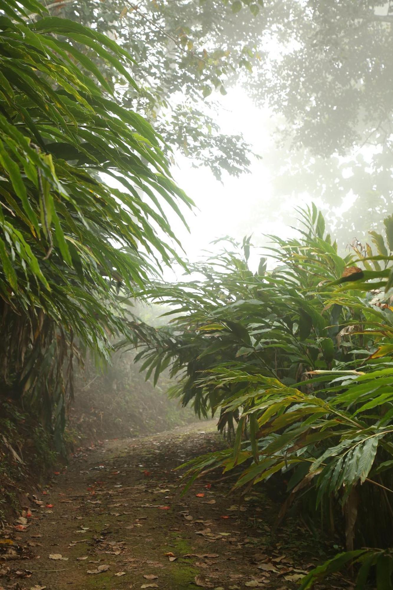 Spice Forest Plantation Homestay, Thekkady Vandiperiyār Eksteriør bilde